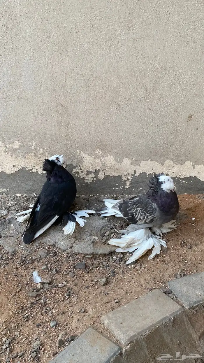حمام هزازي وبخارا حمام زينه 3