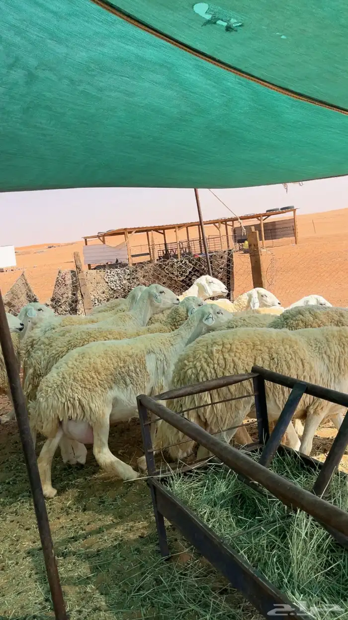 غنم حريات حرش صنف درجه أولى 9