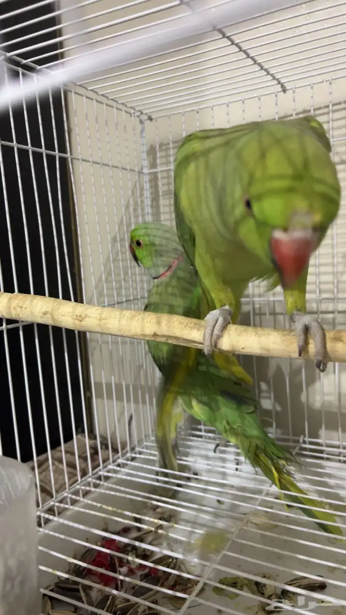 ببغاء درة للبيع 0