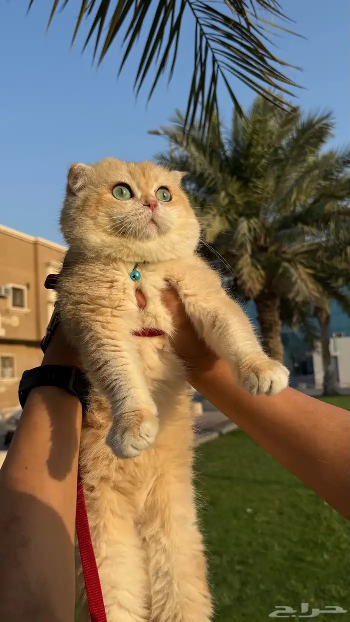 قطط للتزاوج سكوتش تربل فولد سينامون وقولد 1