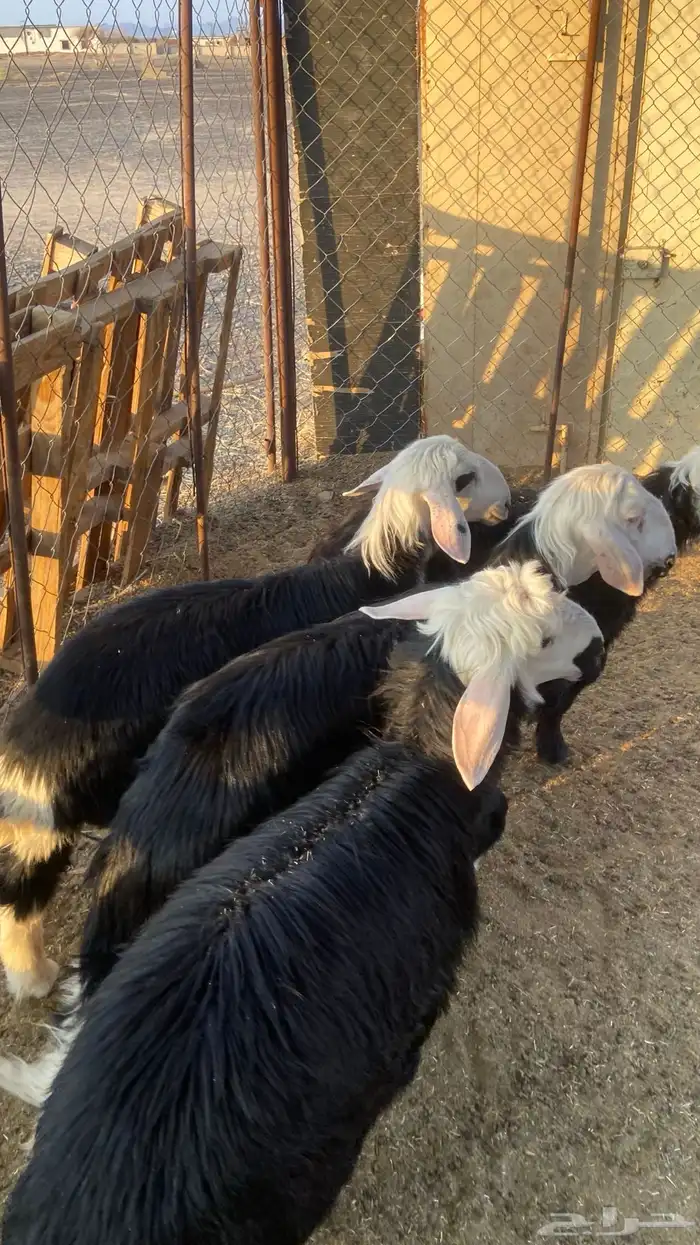 خرفان نجد تم البيع 2