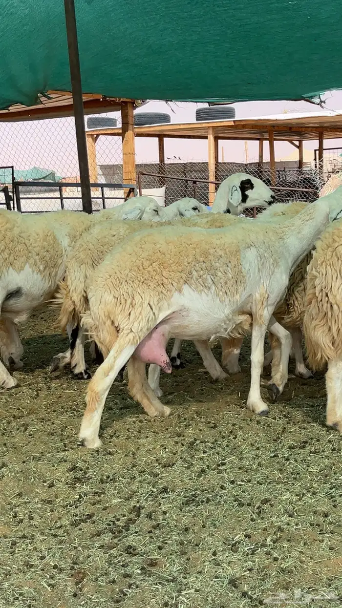 غنم حريات حرش صنف درجه أولى 1
