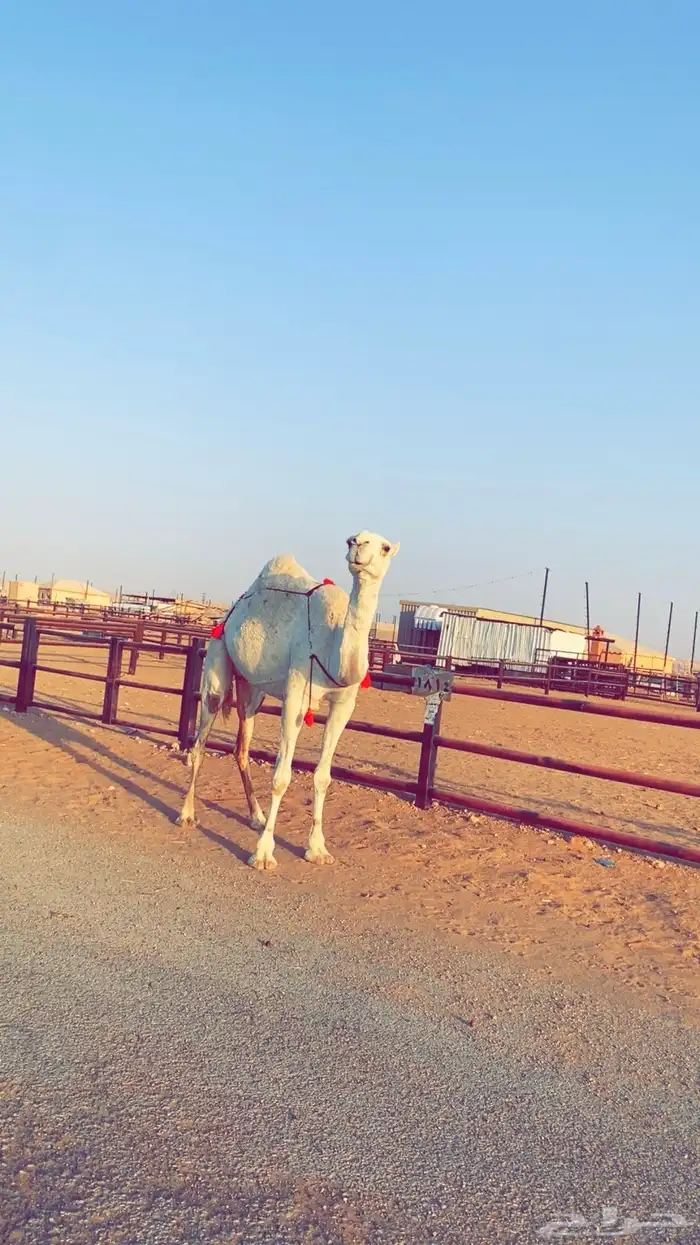 عشرا وضحى ضروبه بكر 2