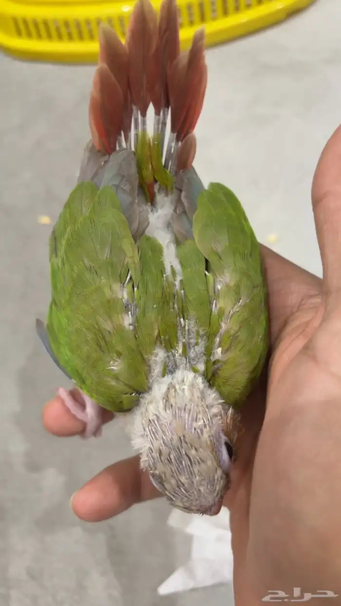 فرخ كنيور أناناس مشروع هدد 3