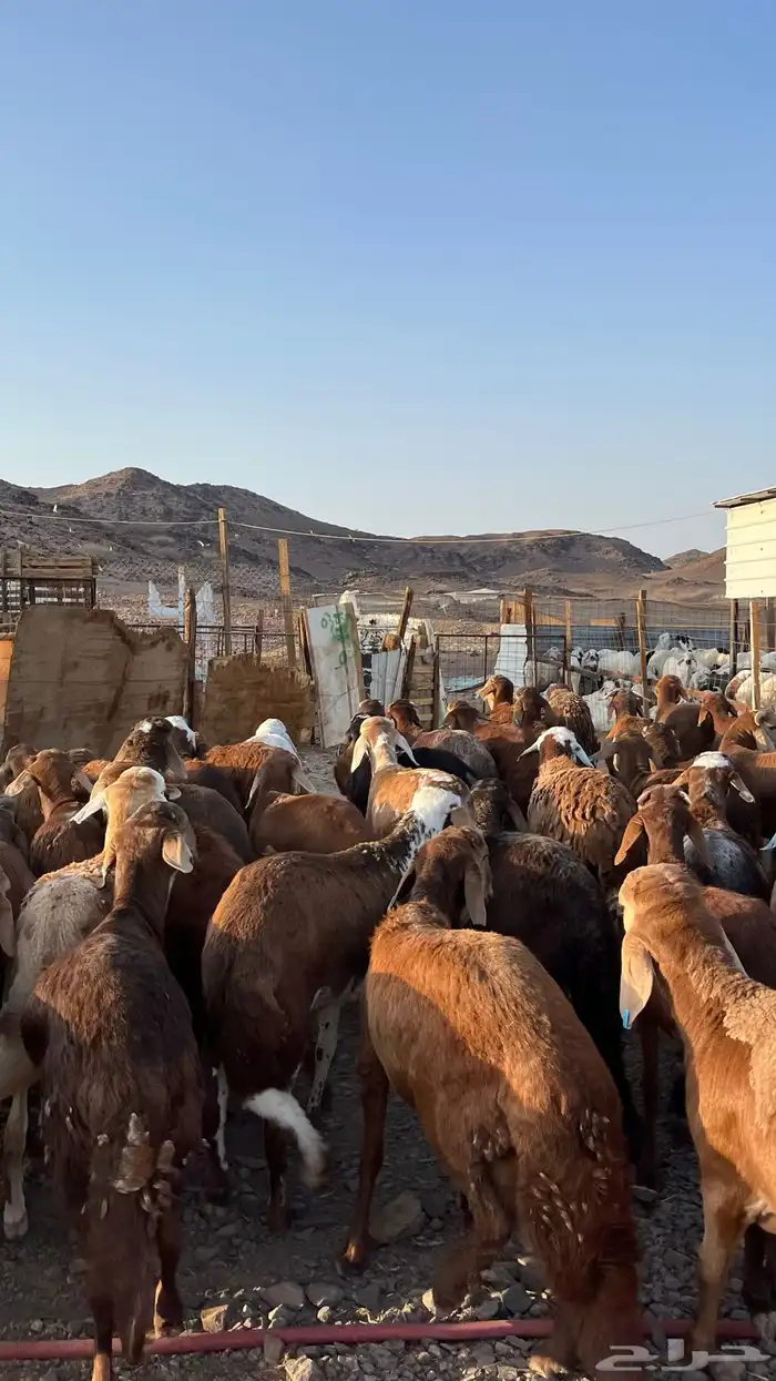 طليان سواكن حمري مرابى جدعان 8