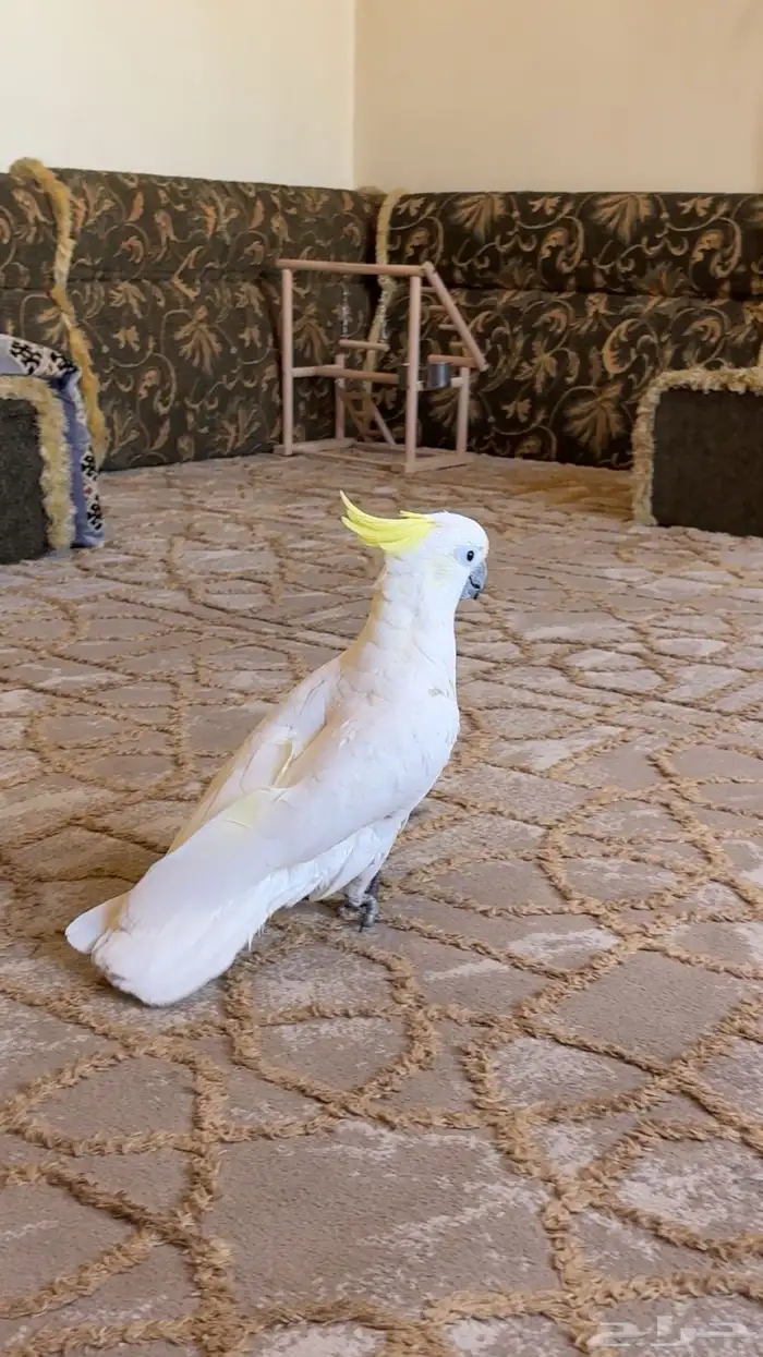 كوكاتو سلفر كرستد 2