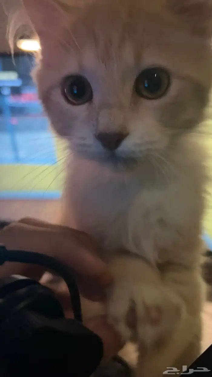 انباعت 3