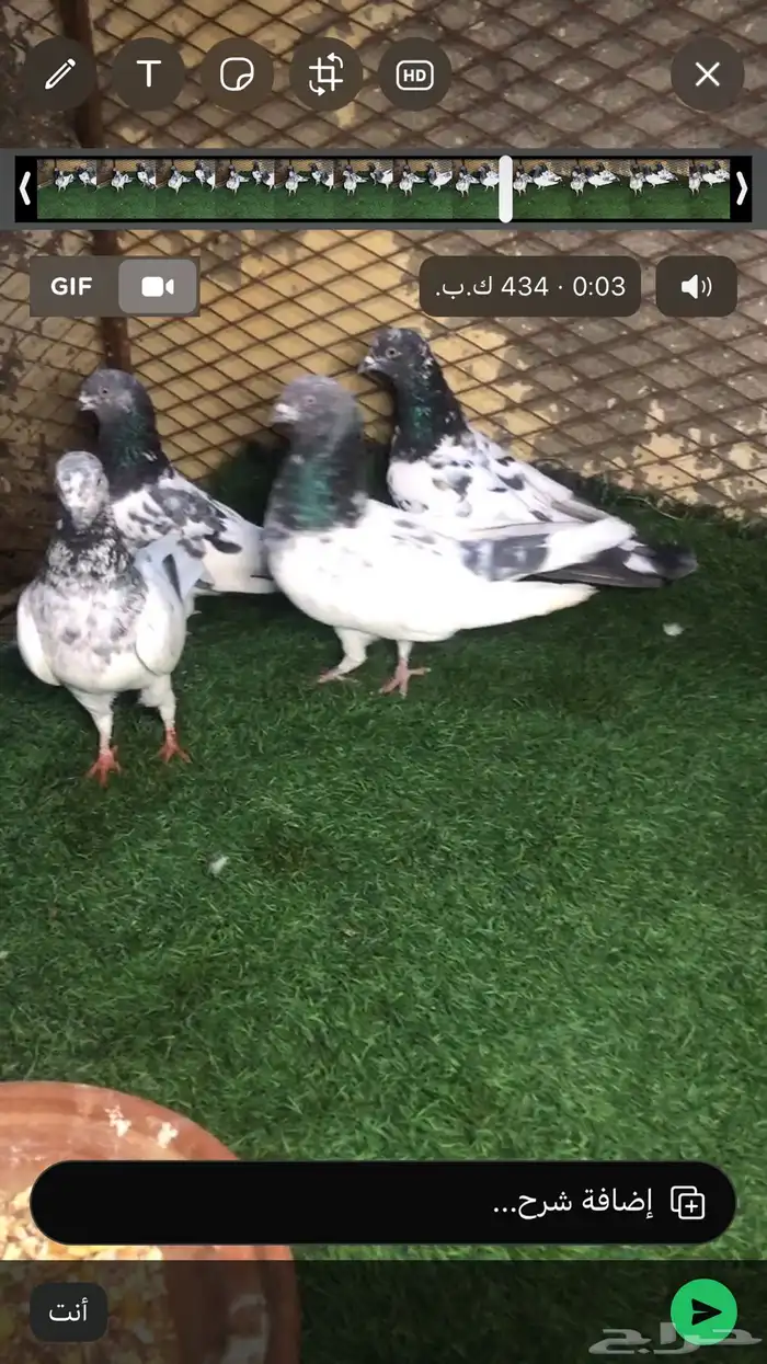 حمام باكستاني 1