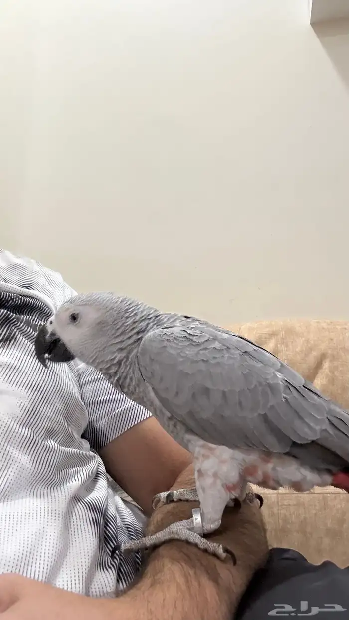 ببغاء كاسكو 3