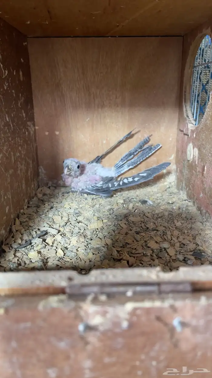 زوج كروان منتج الانثى نزلت اول بيضه تم البيع 8