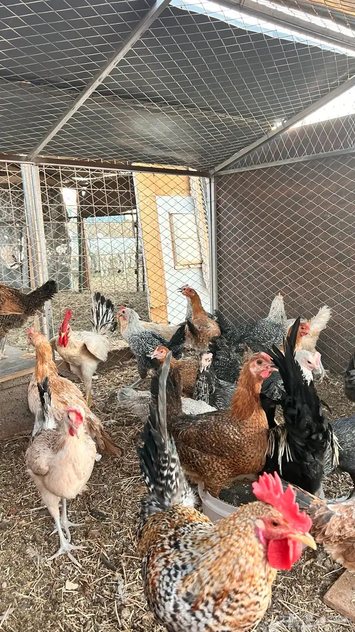 دجاج بلدي وفيومي بياض العدد البيع جمله وتفريد 0