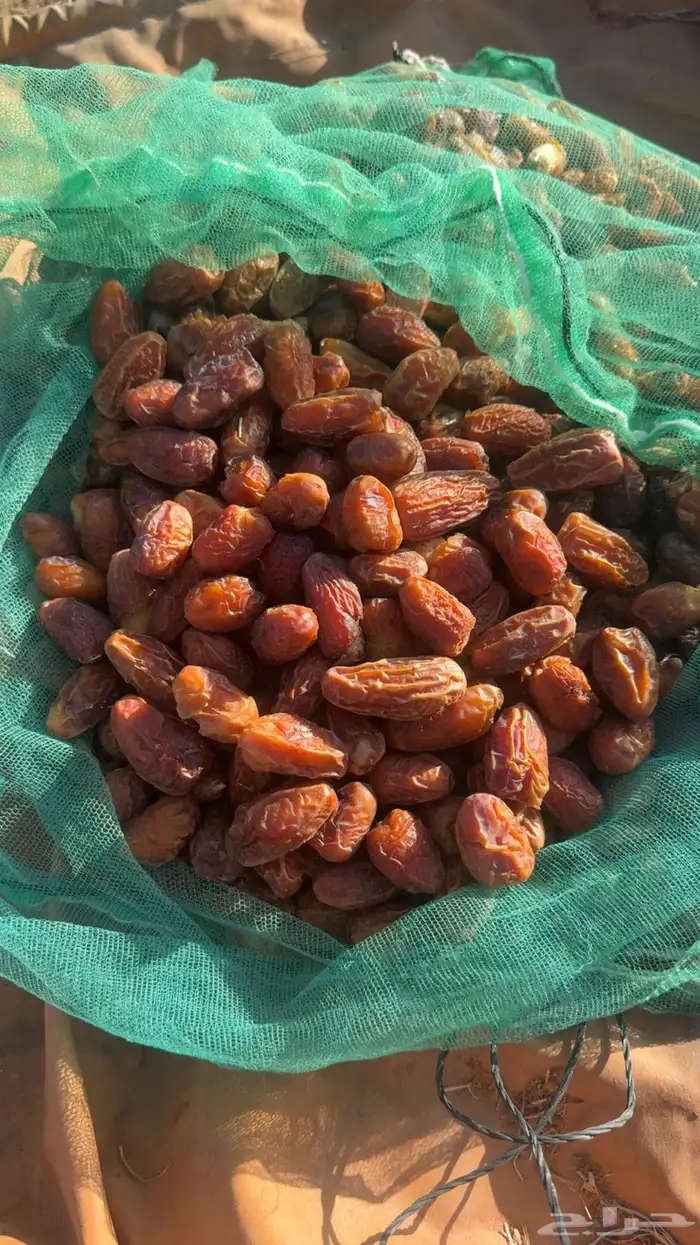 تمر صفري 3