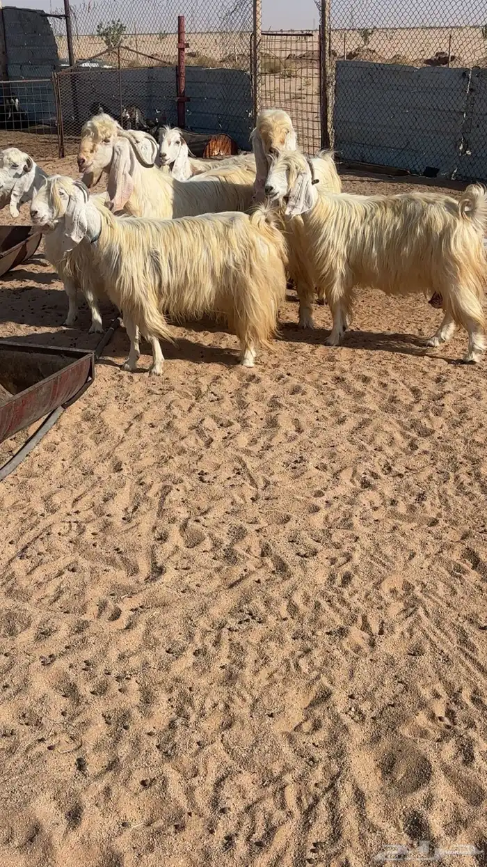 معزا مشاريك بيض 1
