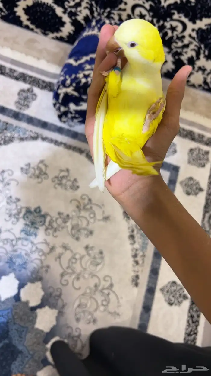 كويكر لاتينو اليف وهدد داخلي و خارجي و متكلم 3