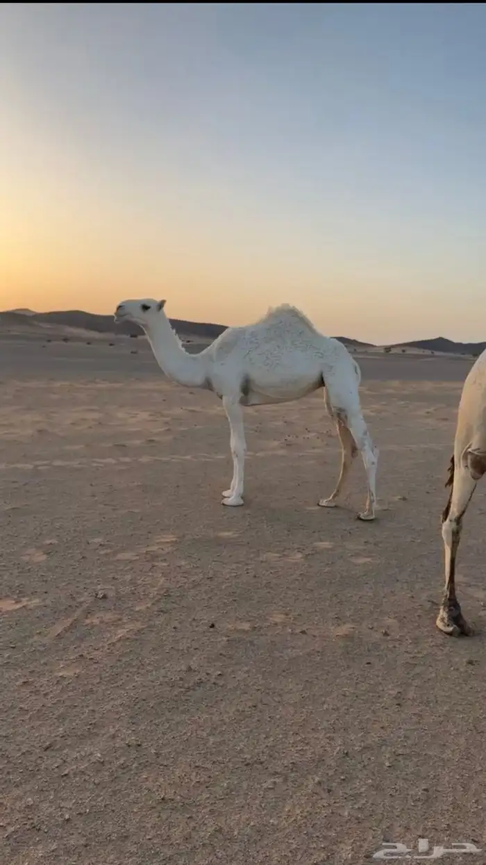 بكره حقه وضحاء للبيع 0