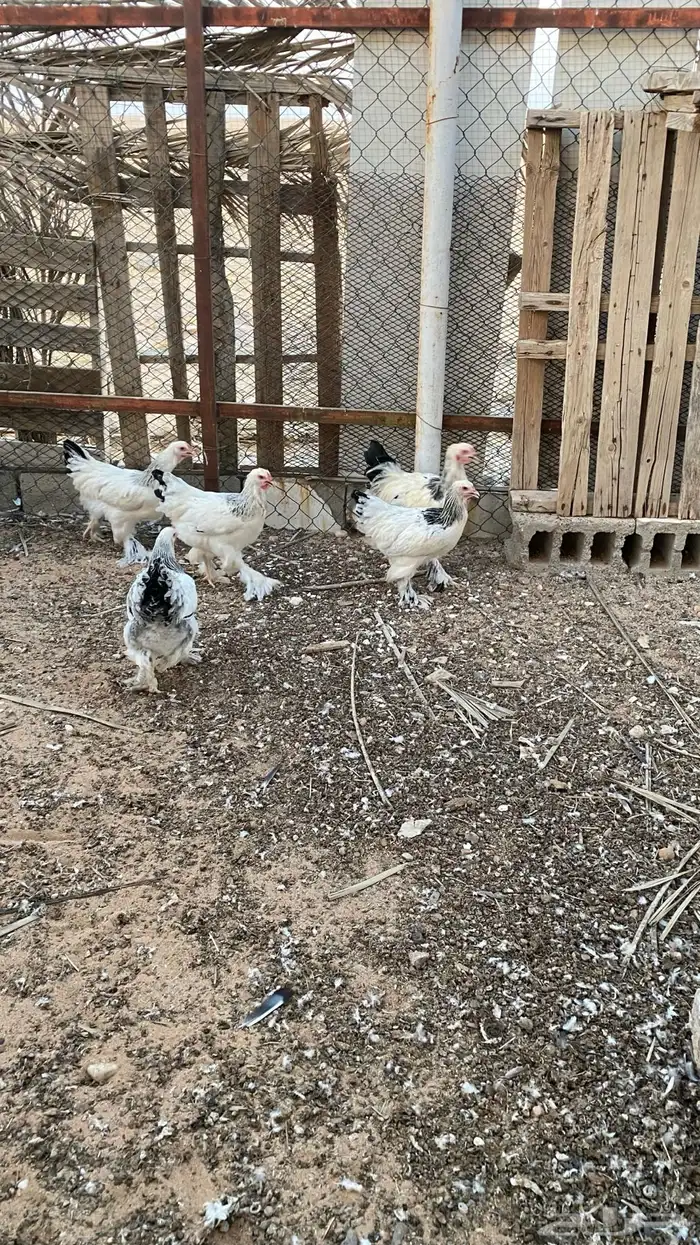 دجاج براهما كولمبي 2