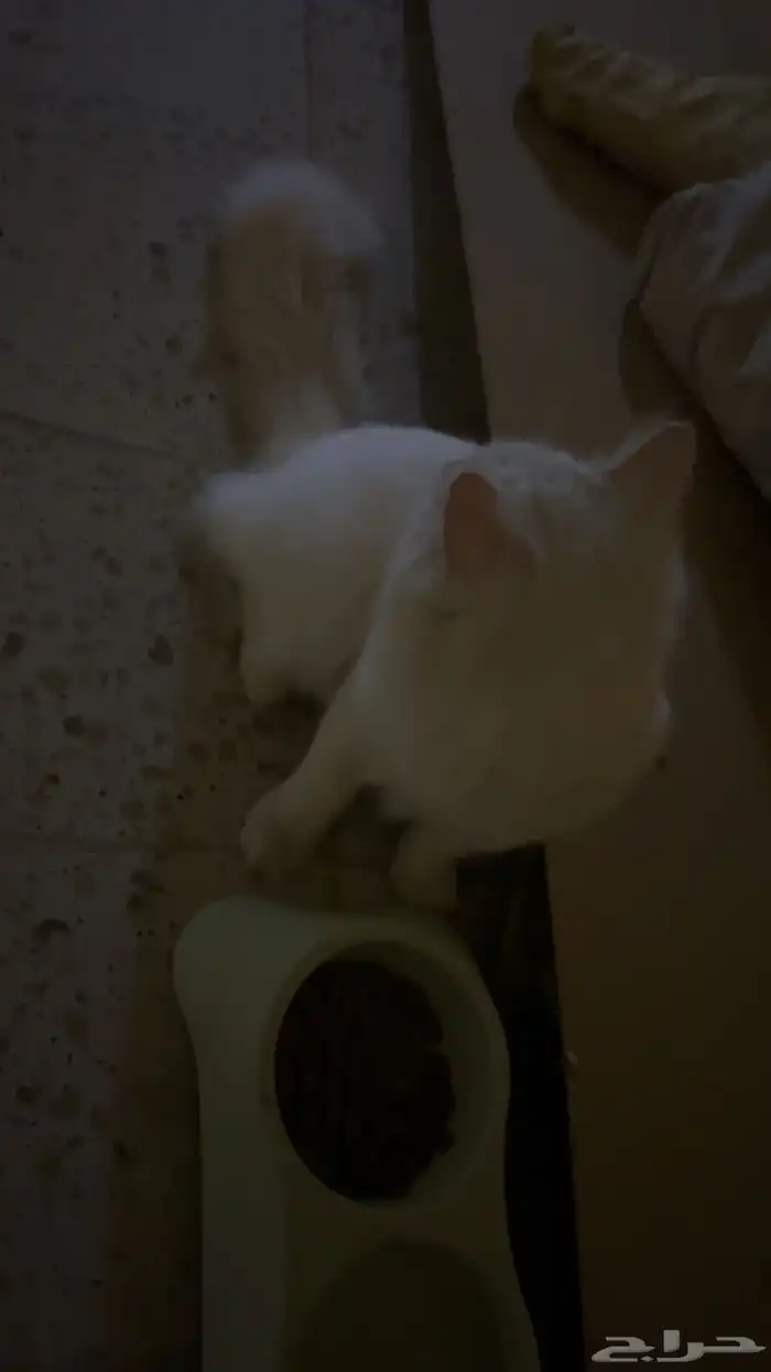 الي مضيع قطوه لقيتها بالمنصوريه حرام صغيره حيل 0