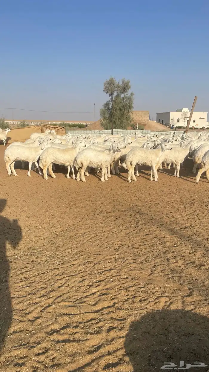 رخال جذعات حرش 213 راس 0