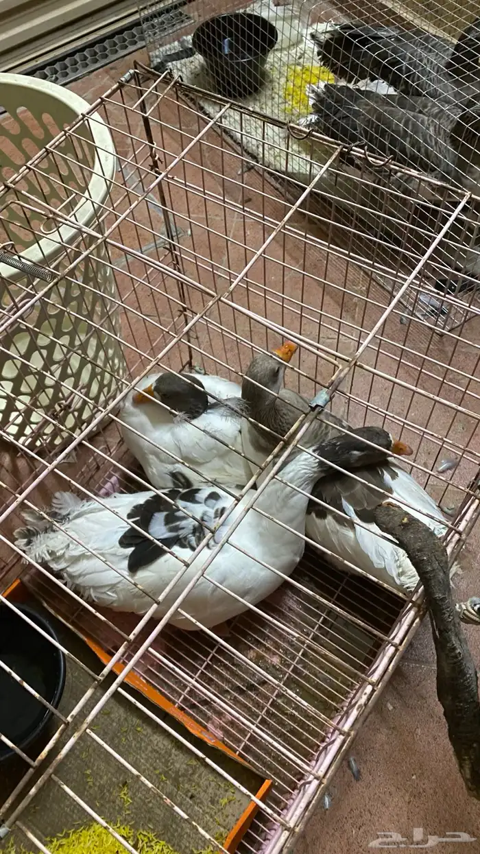 حيونات 0