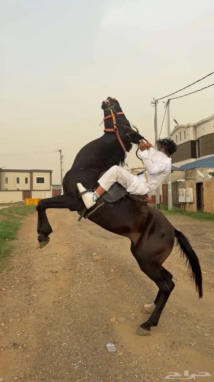 ( للبيع )خيل او حصان انقليزي جزائري سليم العمر 6 1