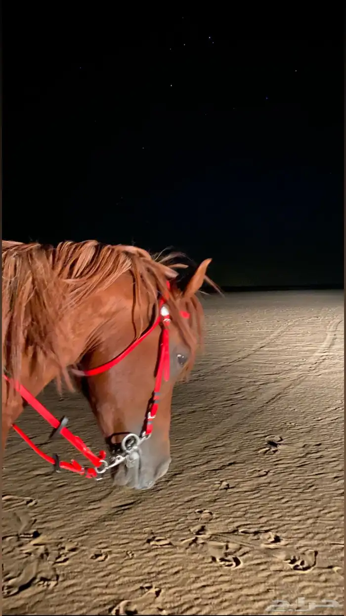 حصان واهو ورق حصان معه كسبات حراره 3