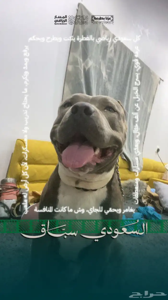 كلب 1