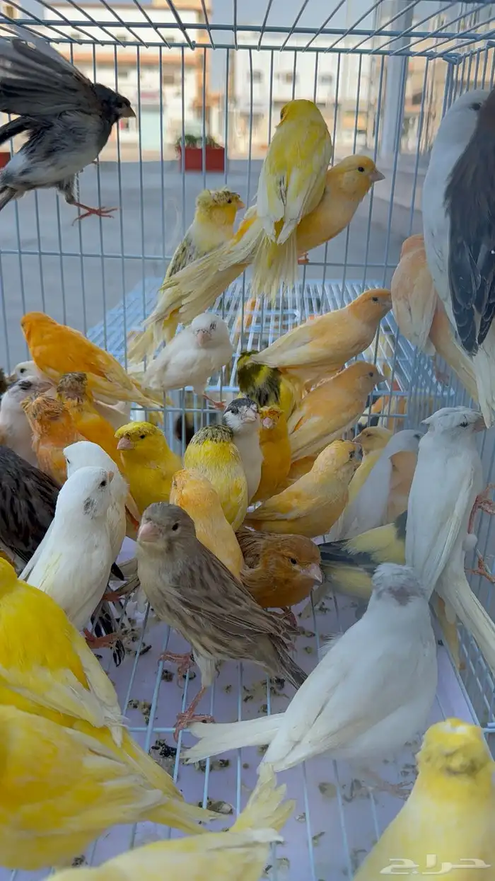 عرض ع الكناري مفرد وجمله 0