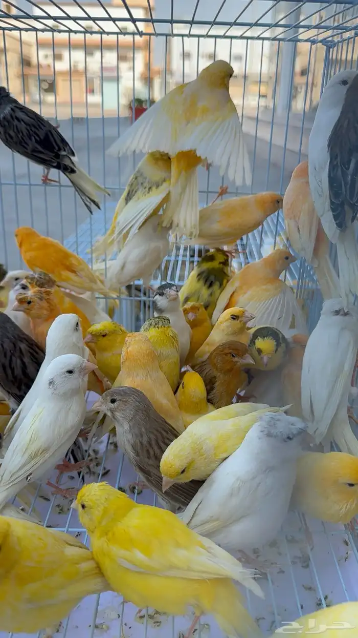 عرض ع الكناري مفرد وجمله 7