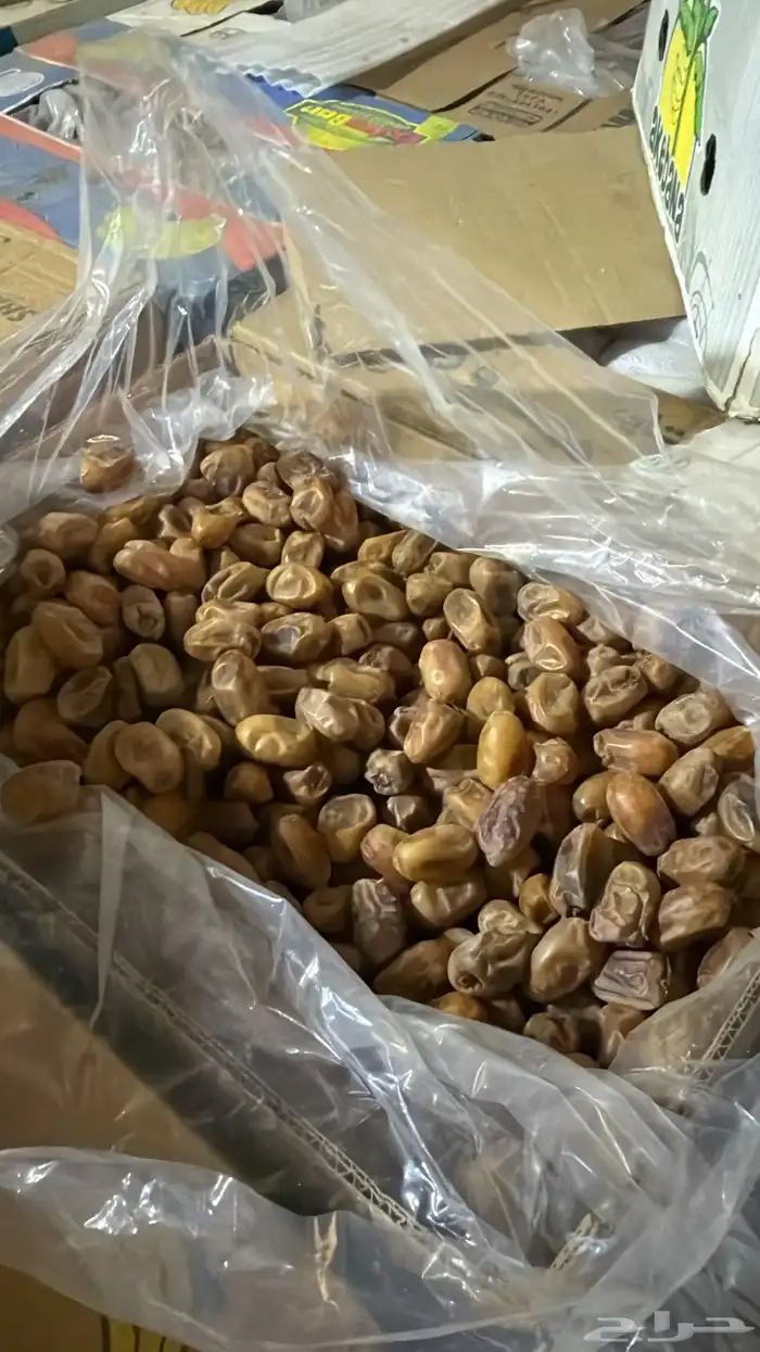 تمر صقعي وخلاص ونبوت سيف 2