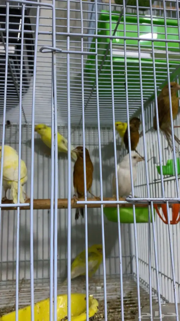 اناثي كناري 0