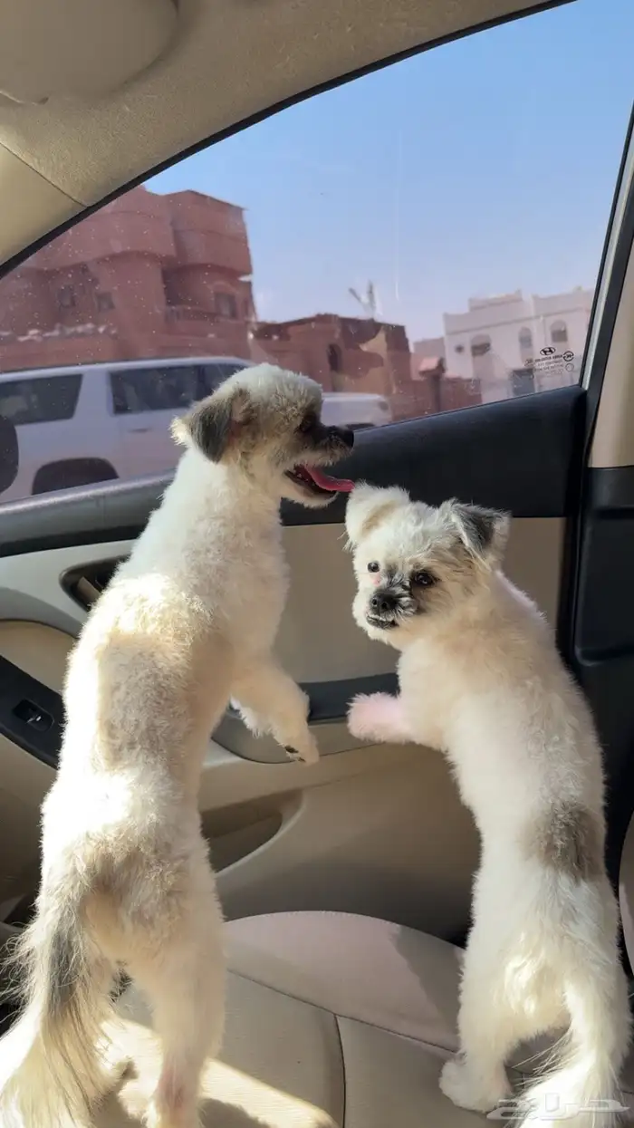 كلبين للبيع هجين تشيزو 1