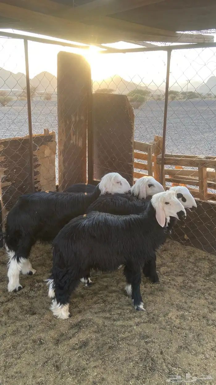 خرفان نجد تم البيع 3