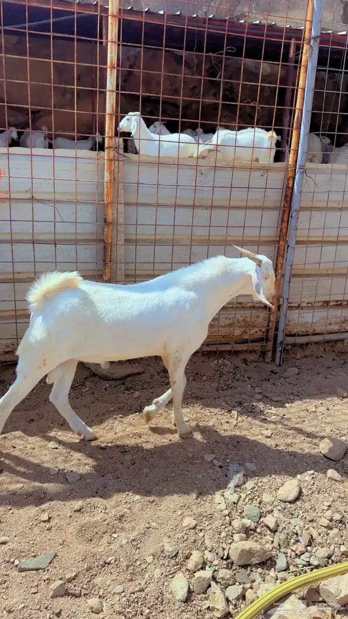 ماعز بيشي 0