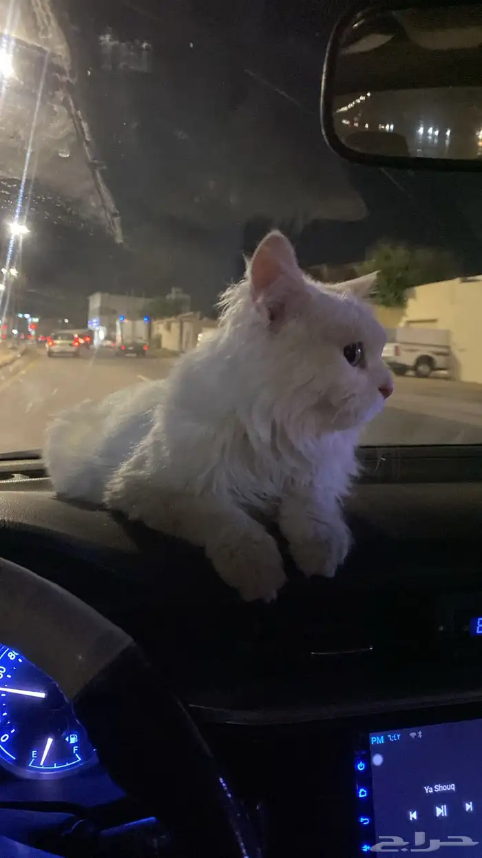 حيوانات 2