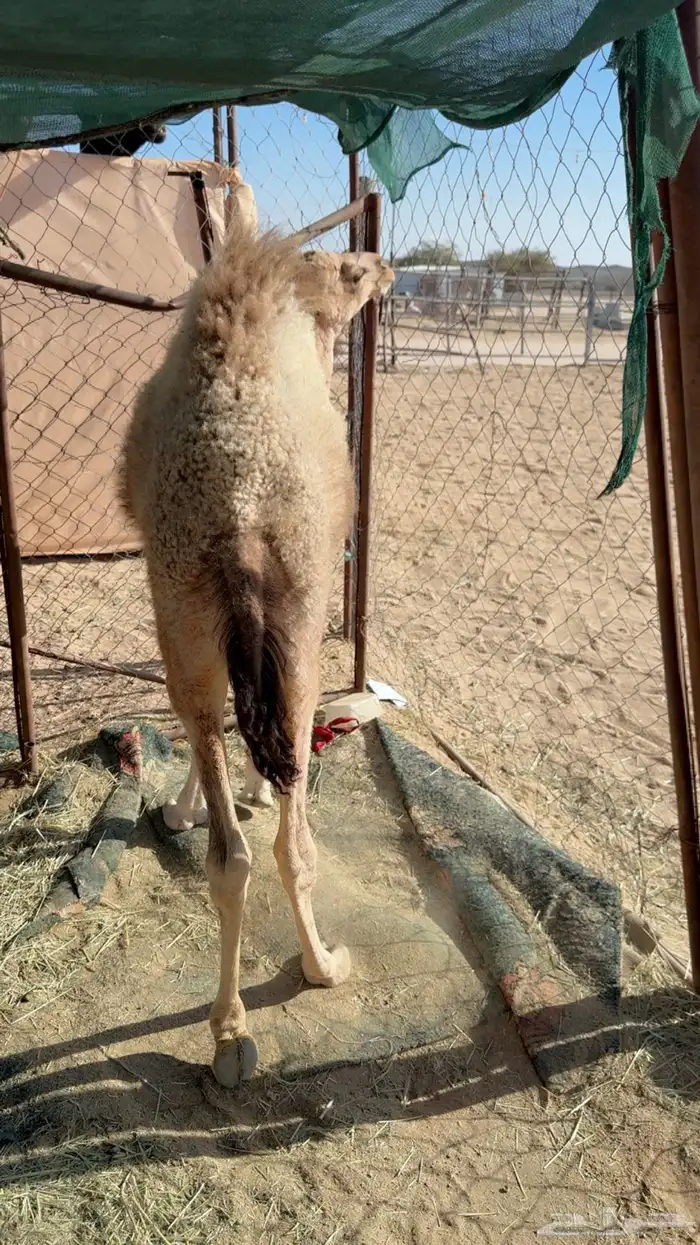 للبيع خلفه تحتها بكره 2