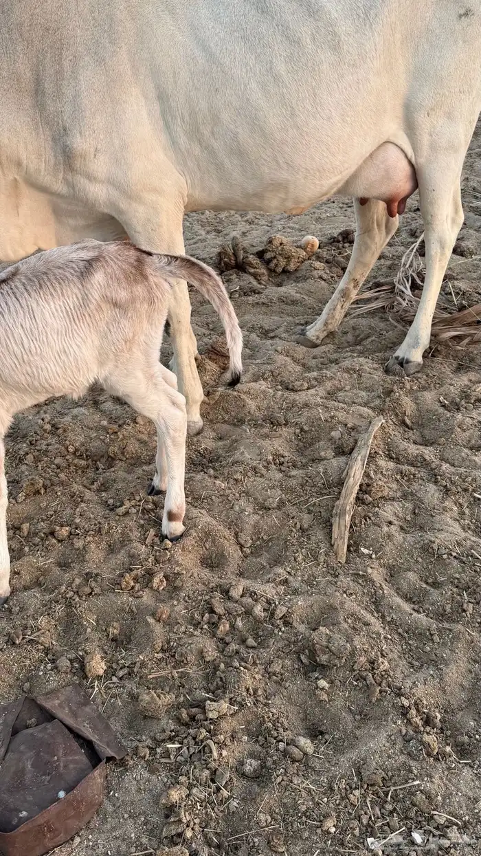 بقره خلفه للبيع 1