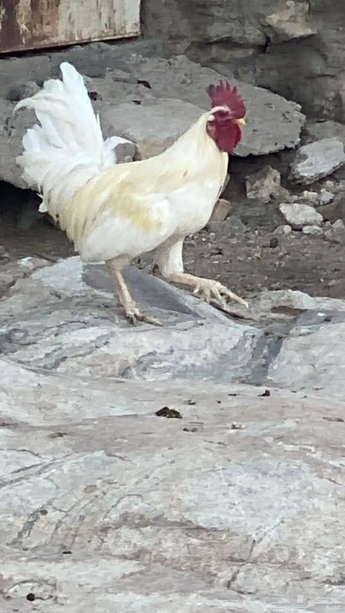 ديك 1