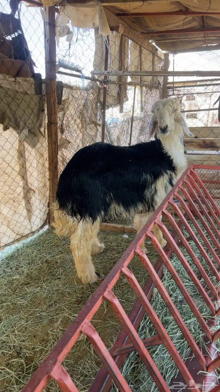 طلي نجد 1