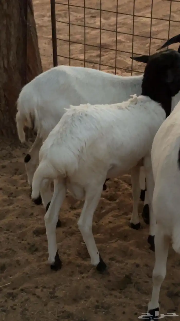 برابر مواليد الديرة تم البيع تم البيع 2