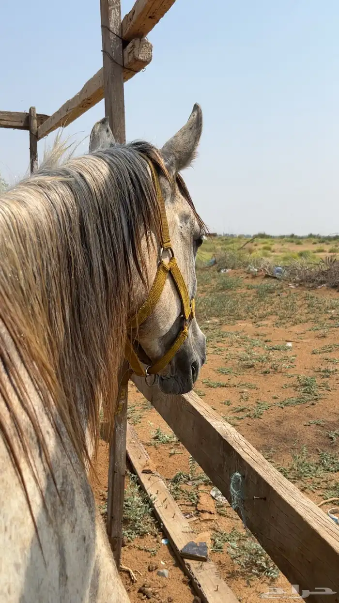 حصان شعبي 1