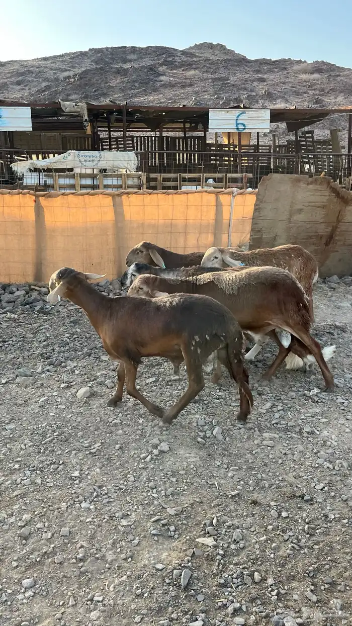 طليان سواكن حمري مرابى جدعان 9