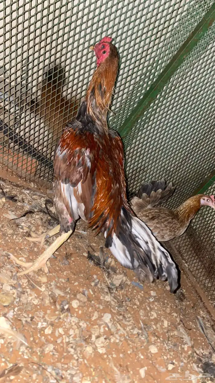 ديك باكستاني سندي سلالة غبشان 0