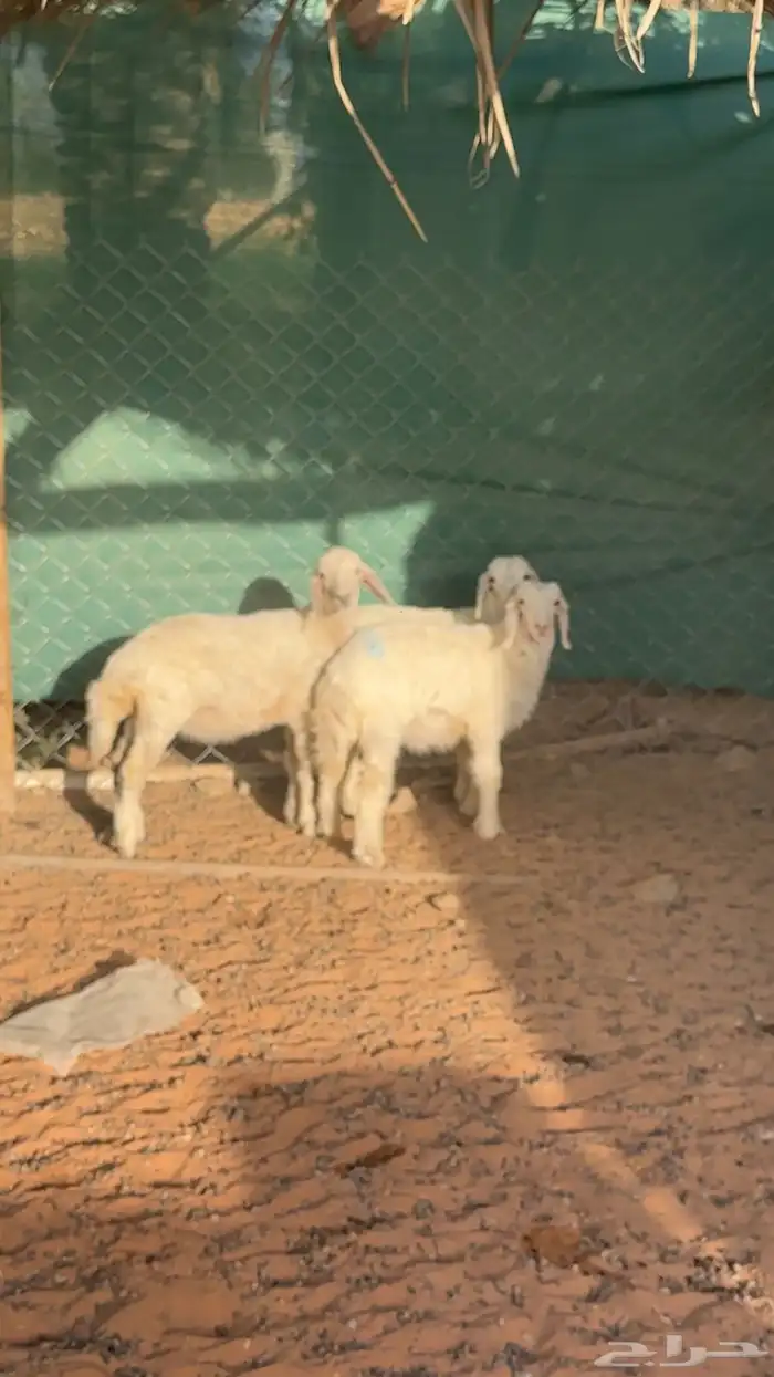 بهم حريات للبيع 2