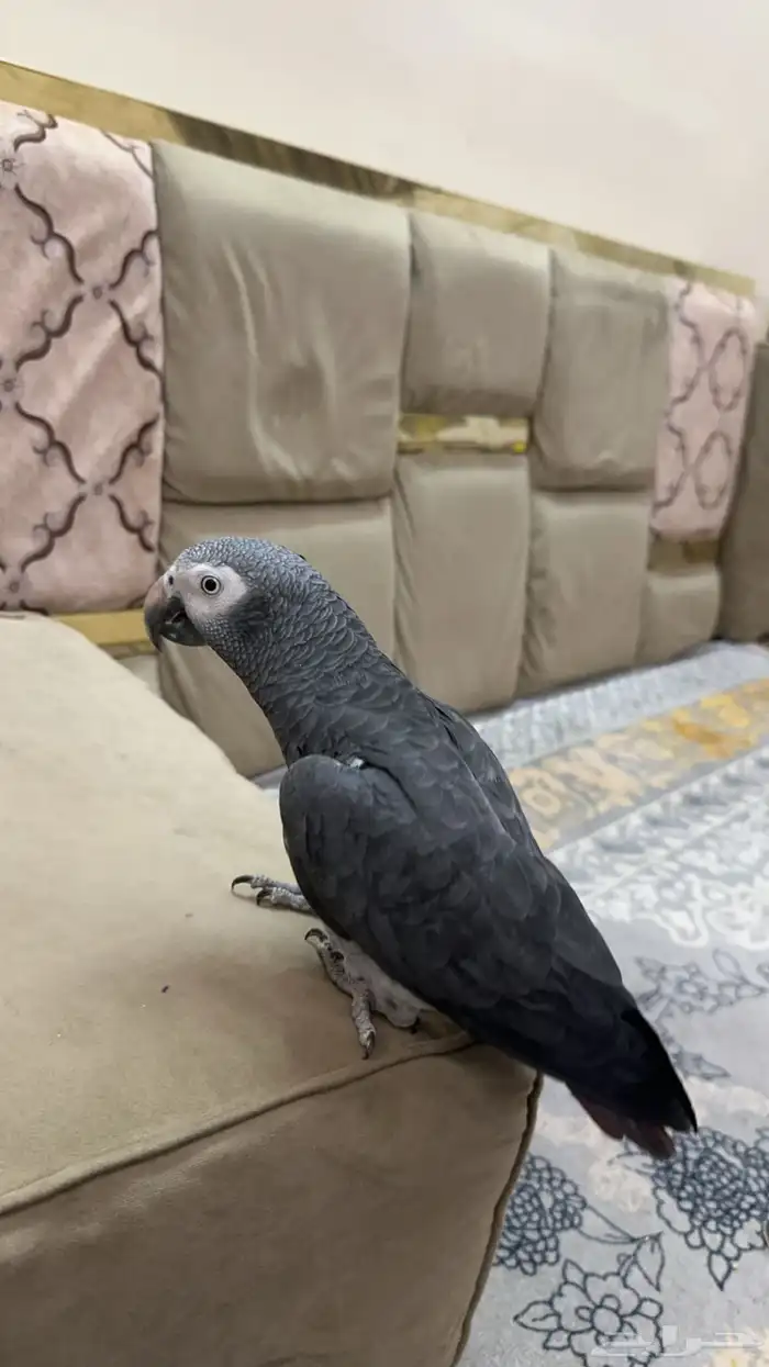 ببغاء كاسكو 2