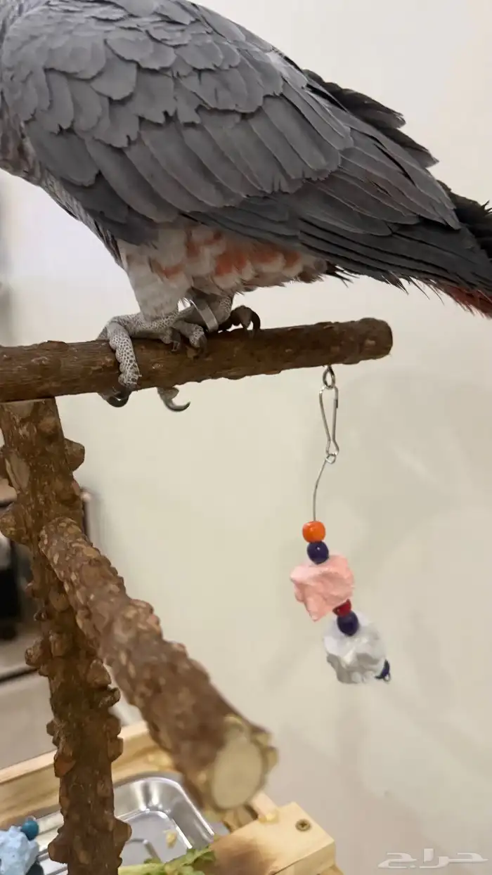 ببغاء كاسكو 1