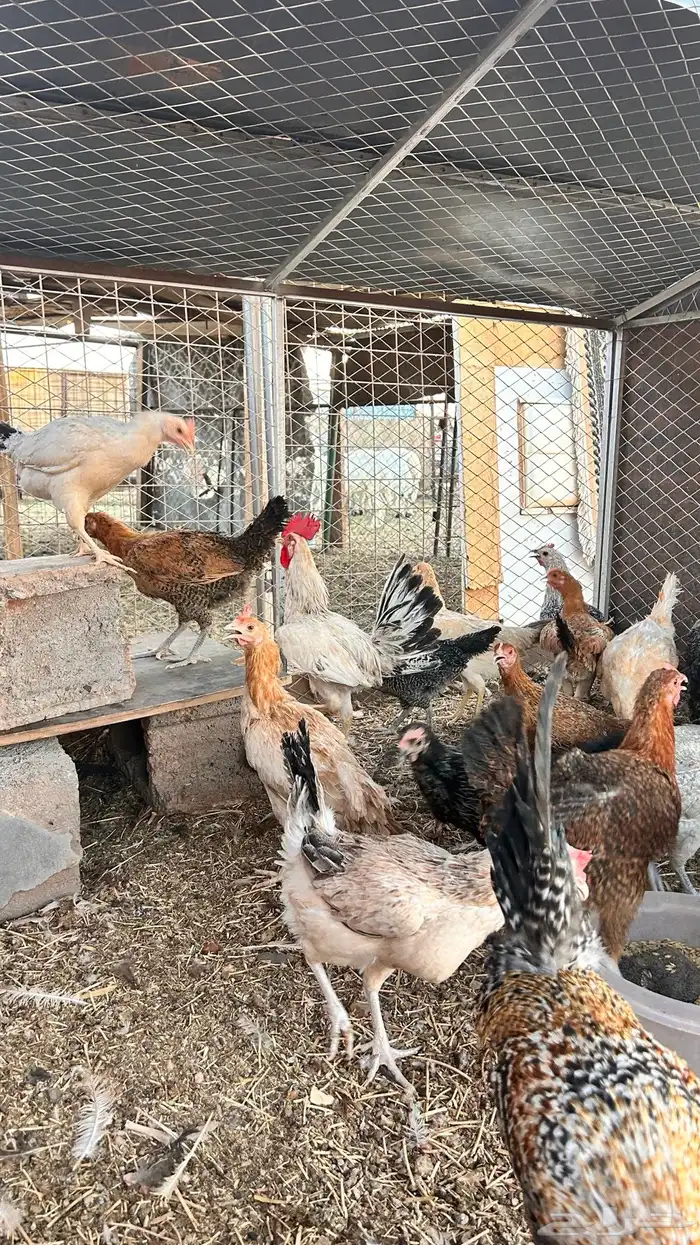 دجاج بلدي وفيومي بياض العدد البيع جمله وتفريد 1