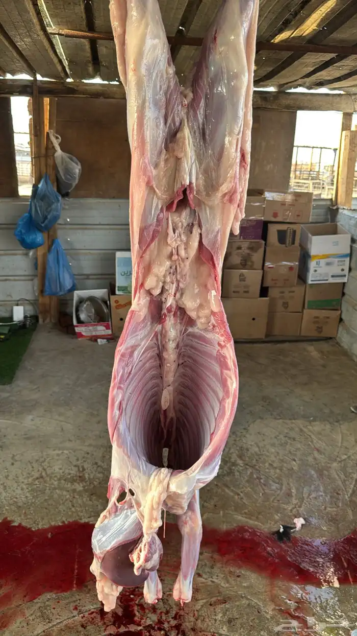 تيوس عوارض للبيع 3