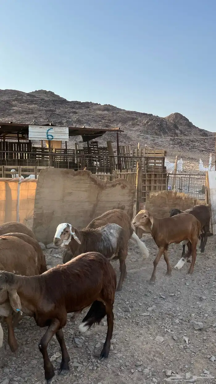 طليان سواكن حمري مرابى جدعان 19