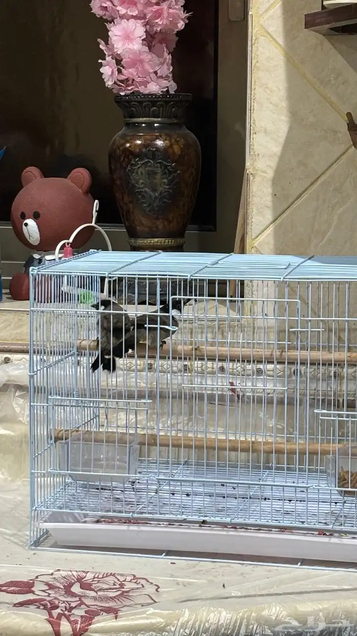 زوج بلابيل للبيع 1