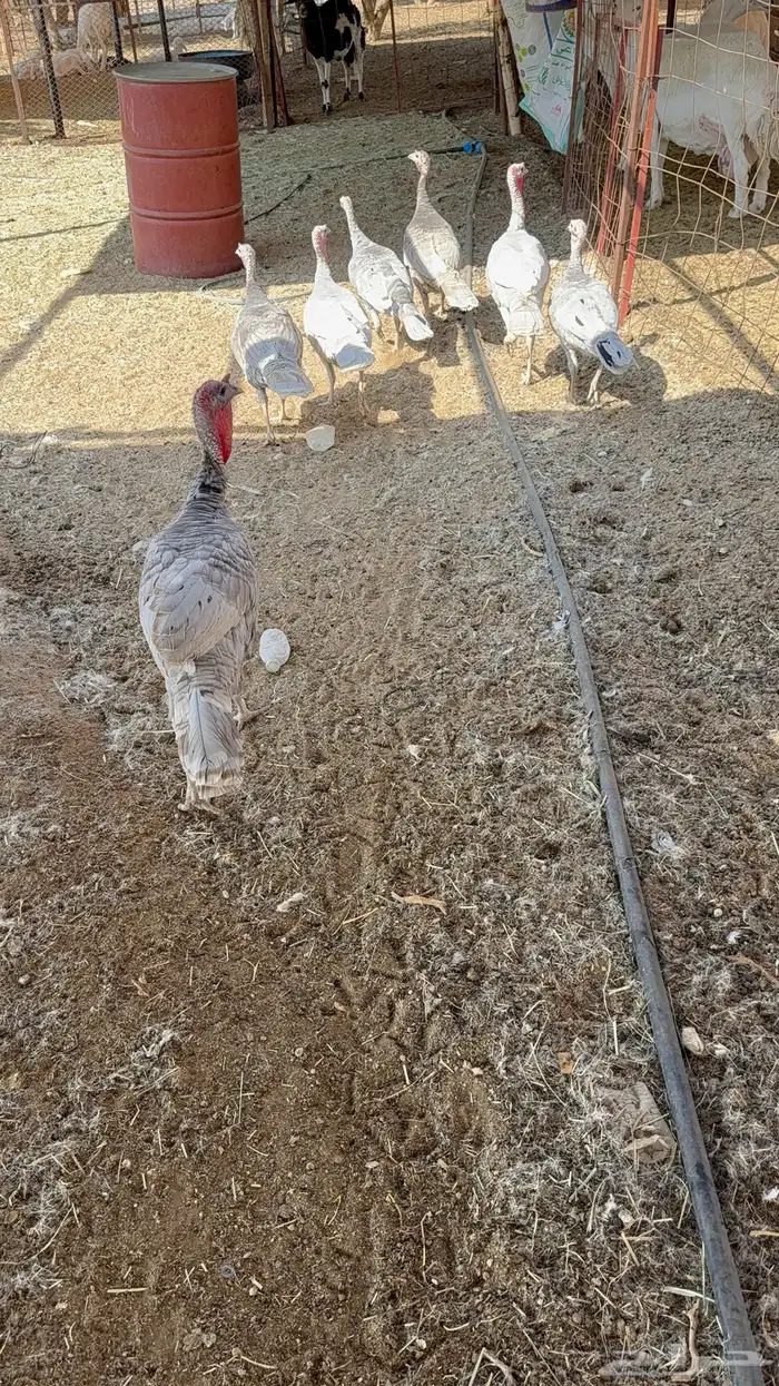 دجاج وديك رومي 0